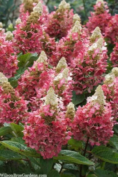Flare Hydrangea - 3 Gallon Pot -Chaste Tree World hydrangea paniculata lava lamp flare 3