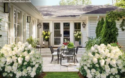 Little Hottie Hydrangea - 2.5 Gallon Pot -Chaste Tree World hydrangea paniculata little hottie 7