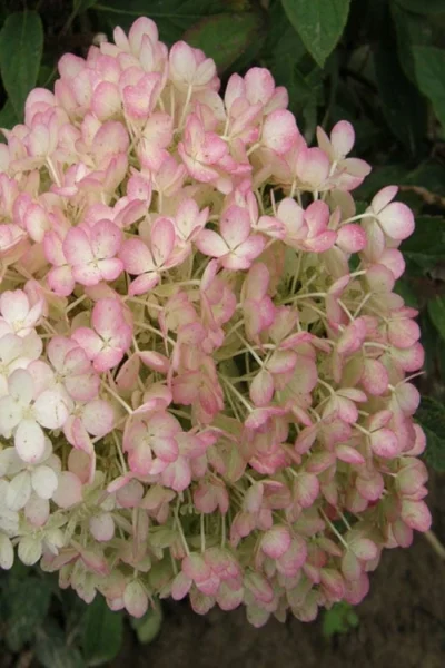Little Hottie Hydrangea - 3 Gallon Pot 13 Little Hottie Hydrangea - 3 Gallon Pot -Chaste Tree World hydrangea paniculata little hottie 9 1