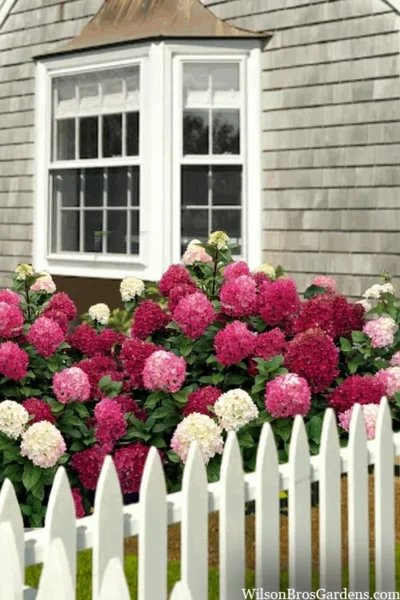 Little Lime Punch Hydrangea - 3 Gallon Pot 8 Little Lime Punch Hydrangea - 3 Gallon Pot -Chaste Tree World hydrangea paniculata little lime punch 2