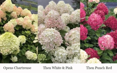 Little Lime Punch Hydrangea - 3 Gallon Pot 9 Little Lime Punch Hydrangea - 3 Gallon Pot -Chaste Tree World hydrangea paniculata little lime punch 3