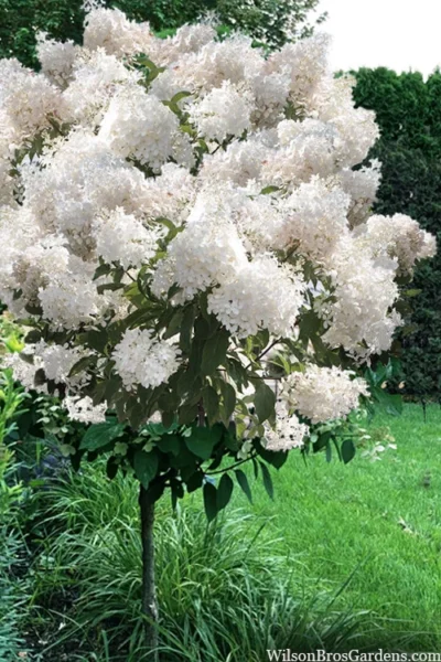 Phantom Hydrangea (Single Trunk Tree Form) - 7 Gallon Pot