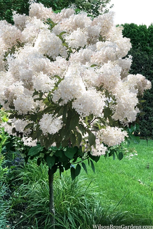 Phantom Hydrangea (Single Trunk Tree Form) - 7 Gallon Pot 1 Phantom Hydrangea (Single Trunk Tree Form) - 7 Gallon Pot