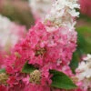 Pinky Winky Prime Hydrangea - 3 Gallon Pot