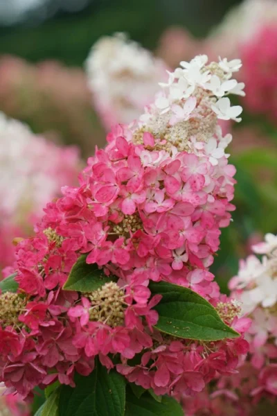 Pinky Winky Prime Hydrangea - 3 Gallon Pot