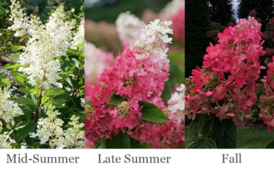 Pinky Winky Prime Hydrangea - 3 Gallon Pot -Chaste Tree World hydrangea paniculata pinky winky prime 3