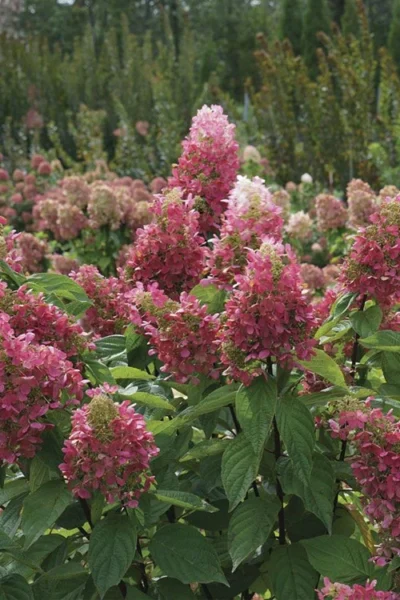 Pinky Winky Prime Hydrangea - 3 Gallon Pot -Chaste Tree World hydrangea paniculata pinky winky prime 4