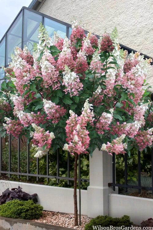 Pinky Winky Hydrangea (Single Trunk Tree Form) - 7 Gallon Pot 1 Pinky Winky Hydrangea (Single Trunk Tree Form) - 7 Gallon Pot