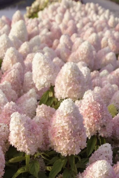 Sweet Summer Panicle Hydrangea - 3 Gallon Pot -Chaste Tree World hydrangea paniculata sweet summer 1