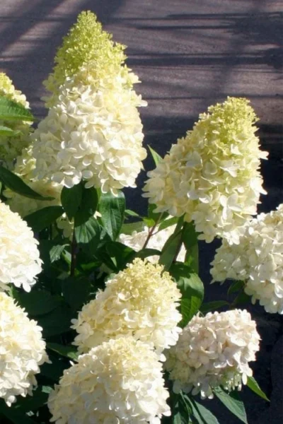 Sweet Summer Panicle Hydrangea - 3 Gallon Pot -Chaste Tree World hydrangea paniculata sweet summer 2