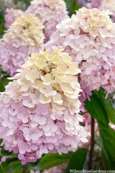 Sweet Summer Panicle Hydrangea - 3 Gallon Pot