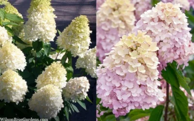 Sweet Summer Panicle Hydrangea - 3 Gallon Pot -Chaste Tree World hydrangea paniculata sweet summer 7