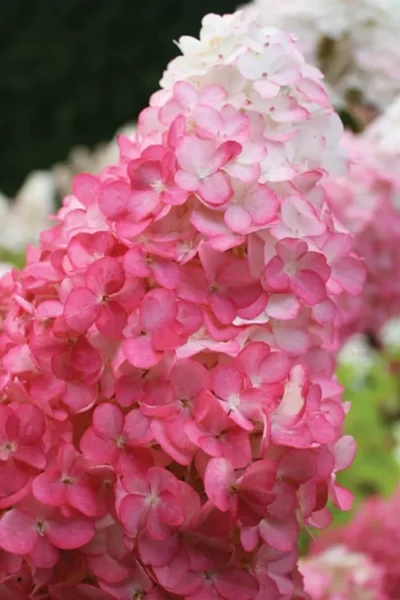 Vanilla Strawberry Hydrangea - 7 Gallon Pot -Chaste Tree World hydrangea paniculata vanilla strawberry 20