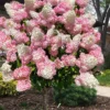 Vanilla Strawberry Hydrangea (Single Trunk Tree Form) - 7 Gallon Pot (5-7')