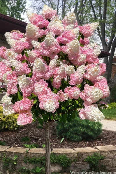 Vanilla Strawberry Hydrangea (Single Trunk Tree Form) - 7 Gallon Pot (5-7')
