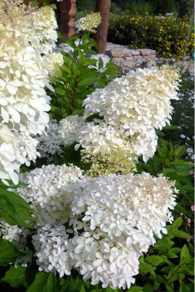 Phantom Hydrangea - 1 Gallon Pot -Chaste Tree World hydrangea phantom 500x750 4