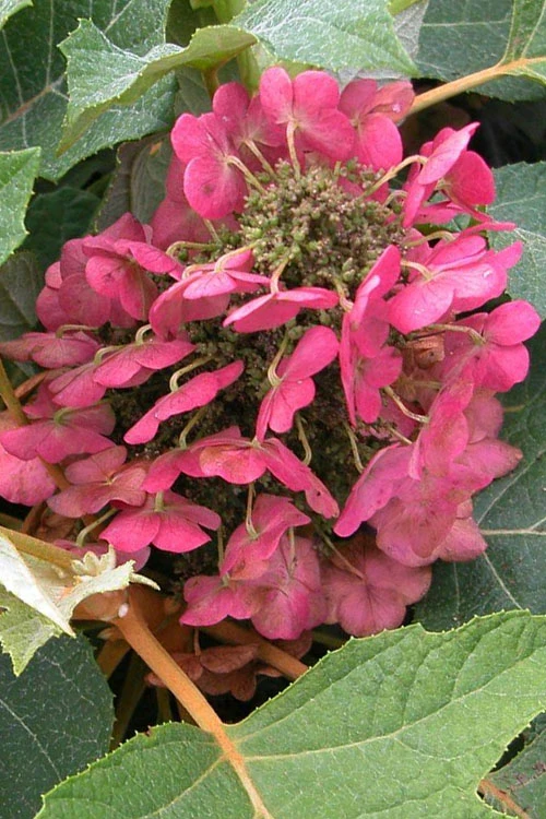 Munchkin Dwarf Oakleaf Hydrangea - 3 Gallon Pot 4 Munchkin Dwarf Oakleaf Hydrangea - 3 Gallon Pot - Image 4