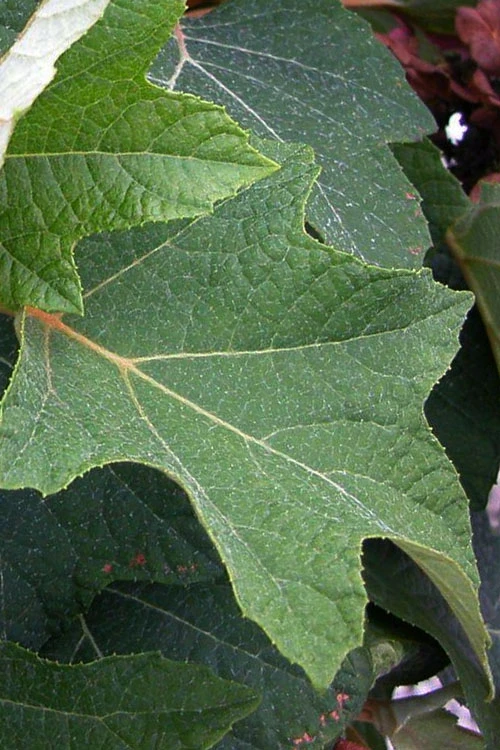 Munchkin Dwarf Oakleaf Hydrangea - 3 Gallon Pot 7 Munchkin Dwarf Oakleaf Hydrangea - 3 Gallon Pot - Image 7