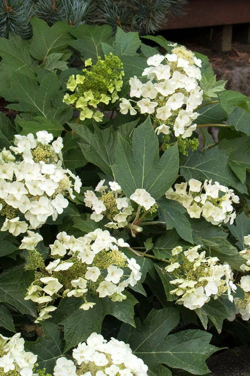 Munchkin Dwarf Oakleaf Hydrangea - 3 Gallon Pot 6 Munchkin Dwarf Oakleaf Hydrangea - 3 Gallon Pot - Image 6