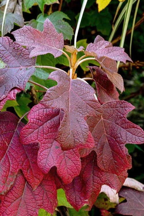 Munchkin Dwarf Oakleaf Hydrangea - 3 Gallon Pot 8 Munchkin Dwarf Oakleaf Hydrangea - 3 Gallon Pot - Image 8