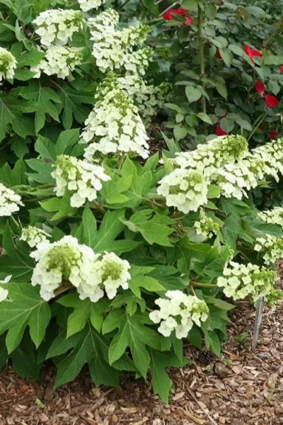 Pee Wee Dwarf Oakleaf Hydrangea - 1 Gallon Pot 15 Pee Wee Dwarf Oakleaf Hydrangea - 1 Gallon Pot -Chaste Tree World hydrangea quercifolia pee wee oakleaf 1