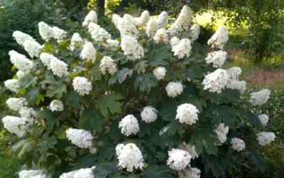 Queen Of Hearts Oakleaf Hydrangea - 3 Gallon Pot -Chaste Tree World hydrangea quercifolia queen of hearts 4