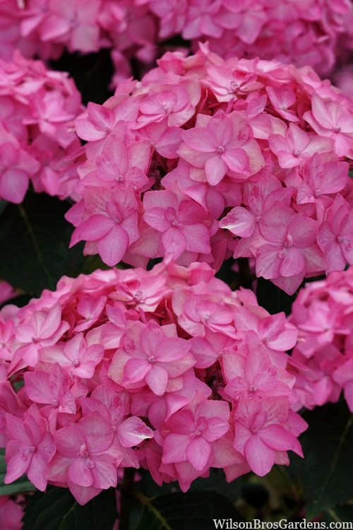 Let's Dance 'Can Do' Hydrangea - 2 Gallon Pot 8 Let's Dance 'Can Do' Hydrangea - 2 Gallon Pot - Image 8