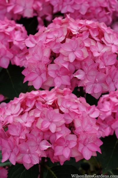 Let's Dance 'Can Do' Hydrangea - 3 Gallon Pot 15 Let's Dance 'Can Do' Hydrangea - 3 Gallon Pot -Chaste Tree World hydrangea serrata lets dance can do 2