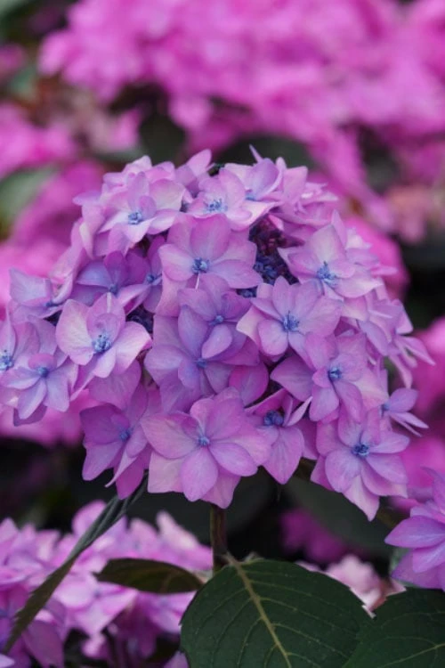 Let's Dance 'Can Do' Hydrangea - 3 Gallon Pot 1 Let's Dance 'Can Do' Hydrangea - 3 Gallon Pot