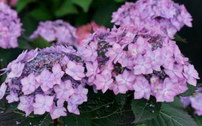 Let's Dance 'Can Do' Hydrangea - 2 Gallon Pot 14 Let's Dance 'Can Do' Hydrangea - 2 Gallon Pot -Chaste Tree World hydrangea serrata lets dance can do 7 1