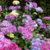 Preziosa Multi Color Hydrangea - 1 Gallon Pot