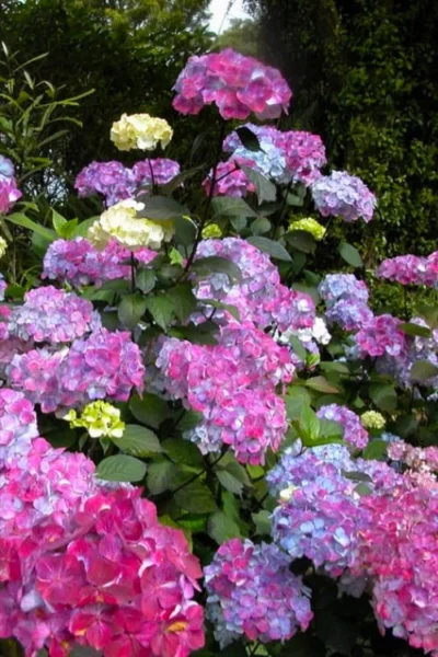 Preziosa Multi Color Hydrangea - 3 Gallon Pot