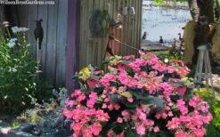 Tuff Stuff Red Mountain Hydrangea - 3 Gallon Pot -Chaste Tree World hydrangea serrata tuff stuff red mountain 4