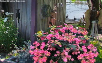 Tuff Stuff Red Mountain Hydrangea - 3 Gallon Pot 9 Tuff Stuff Red Mountain Hydrangea - 3 Gallon Pot -Chaste Tree World hydrangea serrata tuff stuff red mountain 4