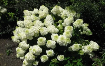 Silver Dollar Hydrangea - 3 Gallon Pot -Chaste Tree World hydrangea silver dollar 2