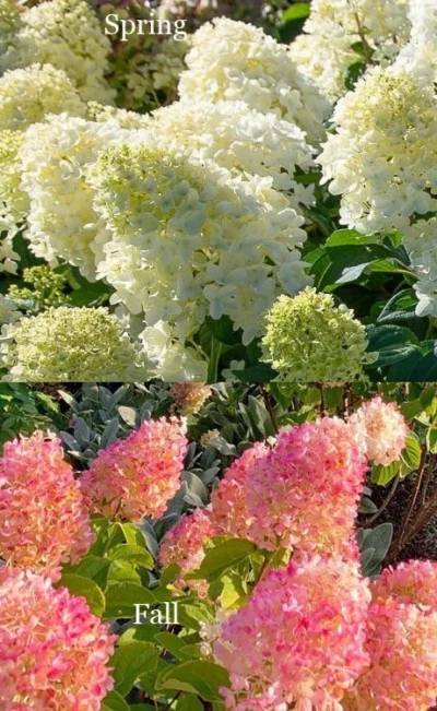 Silver Dollar Hydrangea - 1 Gallon Pot -Chaste Tree World hydrangea silver dollar 4 1
