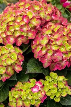 Tilt-A-Swirl Hydrangea - 3 Gallon Pot -Chaste Tree World hydrangea tilt a whirl 500x750 1