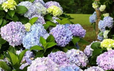 Dear Dolores Hydrangea - 1 Gallon Pot 10 Dear Dolores Hydrangea - 1 Gallon Pot -Chaste Tree World hydrangea20dear20delores 2