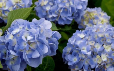 Dear Dolores Hydrangea - 2 Gallon Pot 11 Dear Dolores Hydrangea - 2 Gallon Pot -Chaste Tree World hydrangea20dear20delores202 1