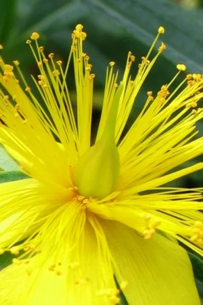 Blue Velvet St. Johns Wort (Hypericum Kalmianum) - 3 Gallon Pot -Chaste Tree World hypericum lamianum blue velvet st johns wort 2