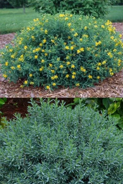 Blue Velvet St. Johns Wort (Hypericum Kalmianum) - 3 Gallon Pot -Chaste Tree World hypericum lamianum blue velvet st johns wort 5
