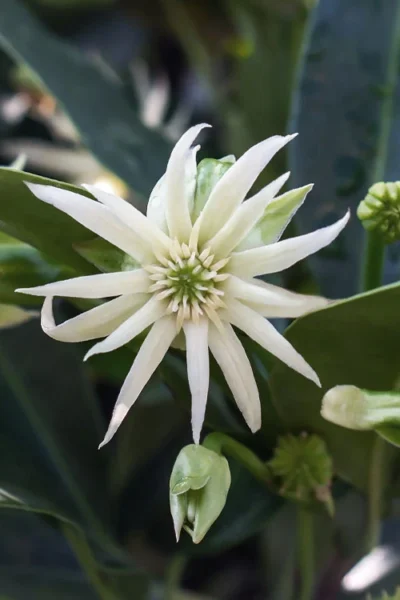Orion Star Flower Anise (Illicium) - 3 Gallon Pot -Chaste Tree World illicium star flower orion anise 3