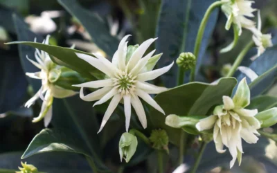Orion Star Flower Anise (Illicium) - 3 Gallon Pot -Chaste Tree World illicium star flower orion anise 4