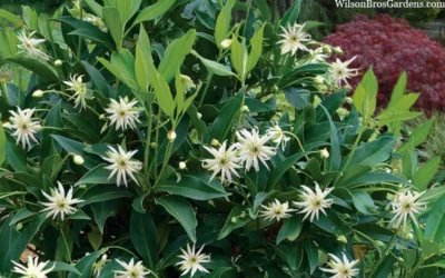 Orion Star Flower Anise (Illicium) - 3 Gallon Pot -Chaste Tree World illicium star flower orion anise 8