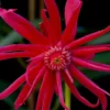 Scorpio Star Flower Anise (Illicium) - 3 Gallon Pot