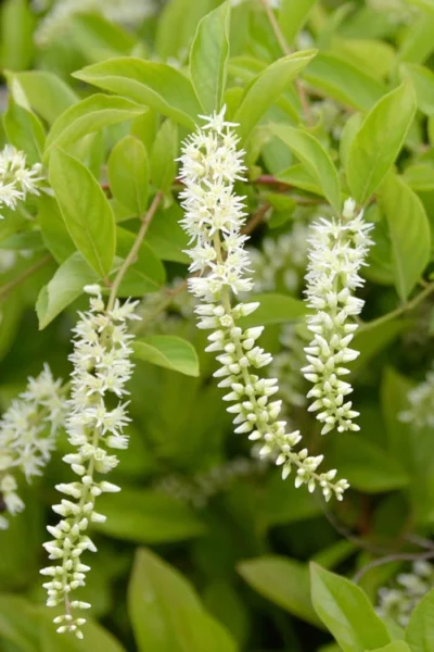 Love Child Sweetspire (Itea) - 3 Gallon Pot -Chaste Tree World itea virginica love child sweetspire 2