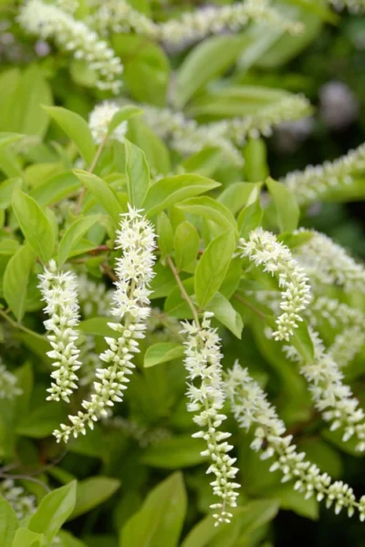 Love Child Sweetspire (Itea) - 3 Gallon Pot -Chaste Tree World itea virginica love child sweetspire 3