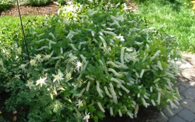 Love Child Sweetspire (Itea) - 3 Gallon Pot -Chaste Tree World itea virginica love child sweetspire 5