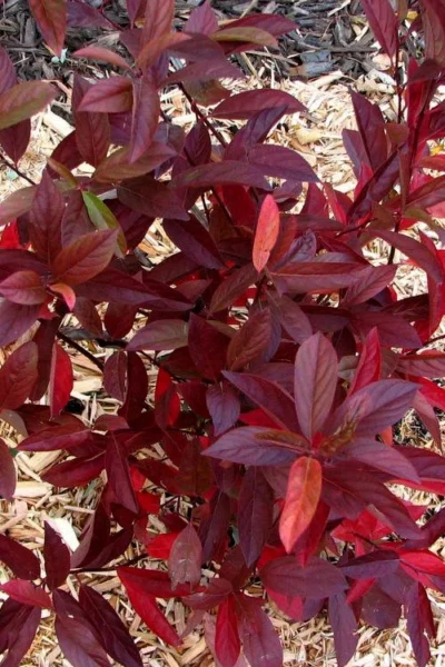 Love Child Sweetspire (Itea) - 3 Gallon Pot -Chaste Tree World itea virginica love child sweetspire 7