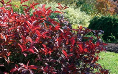 Love Child Sweetspire (Itea) - 3 Gallon Pot -Chaste Tree World itea virginica love child sweetspire 8